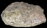 Hadrosaur Toe Bone - Alberta (Disposition #-) #71651-1